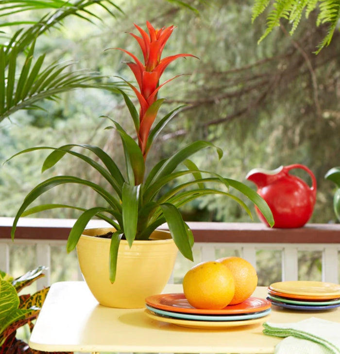 14'' BROMELIAD PLANT ( PPT016-Yellow Green )