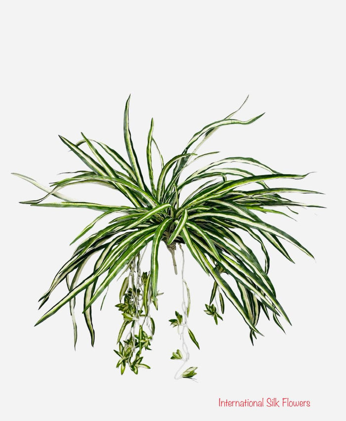24'' Spider Plant ( INT417A )