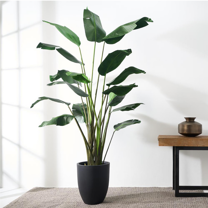 7.9' Bird Of Paradise Tree ( LTB608-GR )
