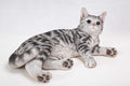 American Shorthair Cat Lying Down HI-LINE GIFT LTD.
