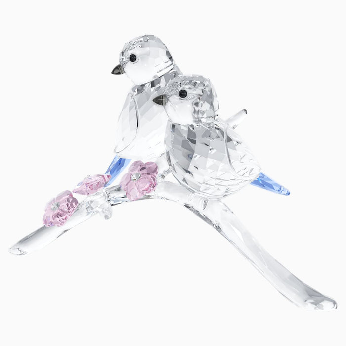 BLUE TITS BIRD COUPLE