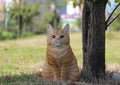 Cat Sitting - Orange Tabby HI-LINE GIFT LTD.
