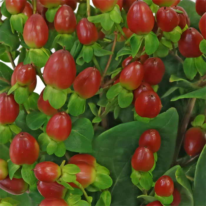 Excellent Flair Marsala Red Hypericum Berries