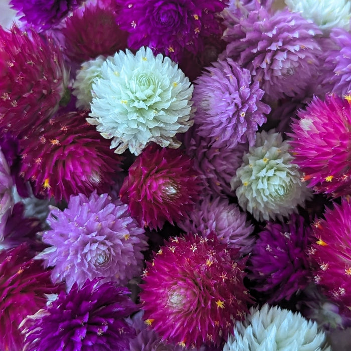 Fresh Edible Flowers - Gomphrena, White
