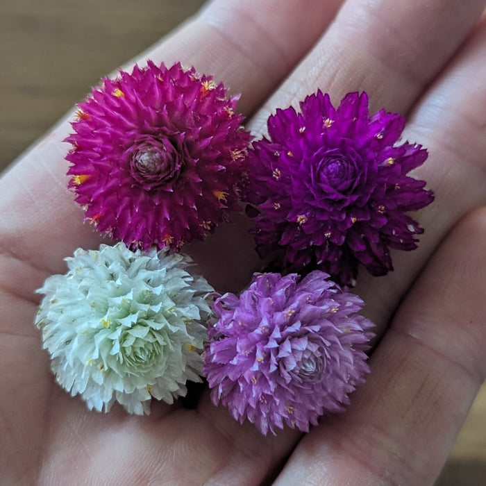 Fresh Edible Flowers - Gomphrena, White