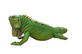 Lizard Iguana Statue HI-LINE GIFT LTD.