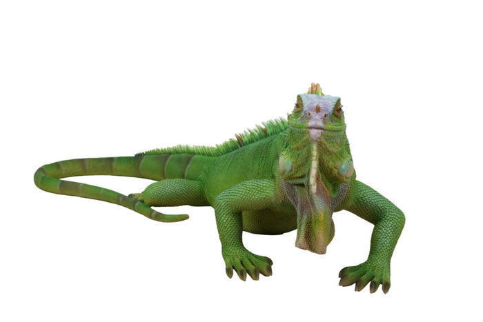 Lizard Iguana Statue HI-LINE GIFT LTD.