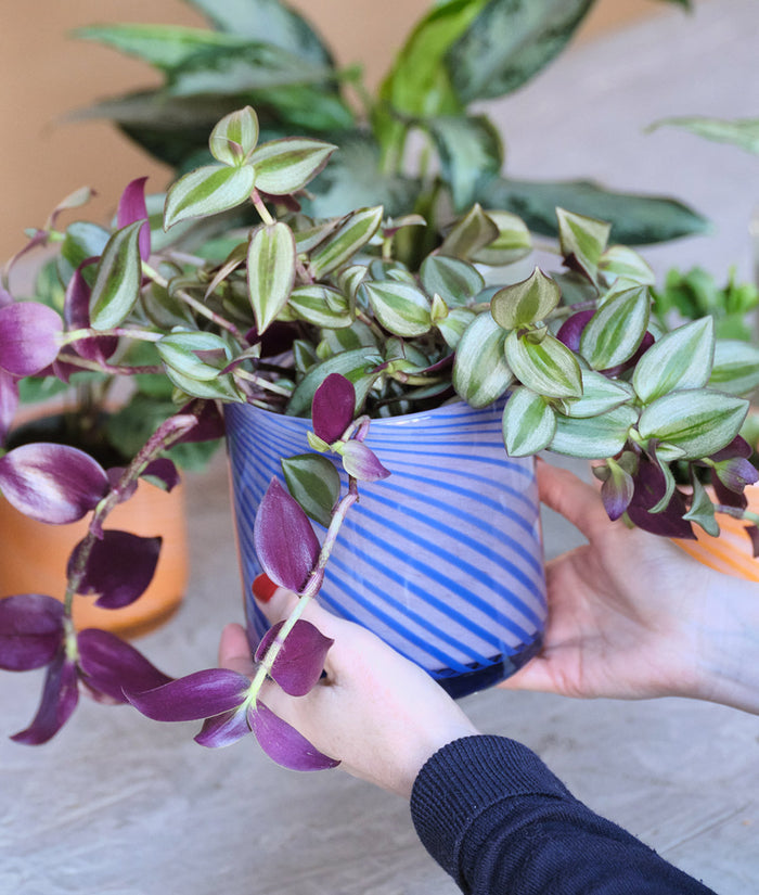 Medium Spiral Glass Planter Blue