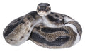 Python Statue HI-LINE GIFT LTD.