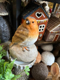 Robin on a Stone