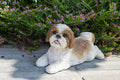Shi Tzu puppy Lying Down-Brown and White Statue HI-LINE GIFT LTD.