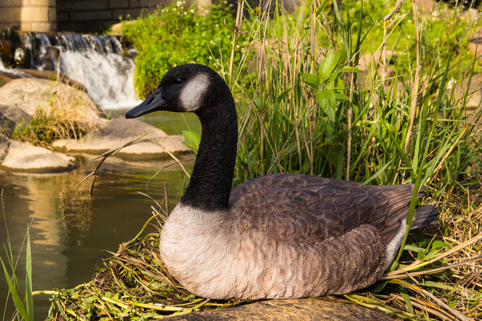 Sitting Canadian Goose Garden Statue HI-LINE GIFT LTD.