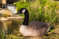 Sitting Canadian Goose Garden Statue HI-LINE GIFT LTD.