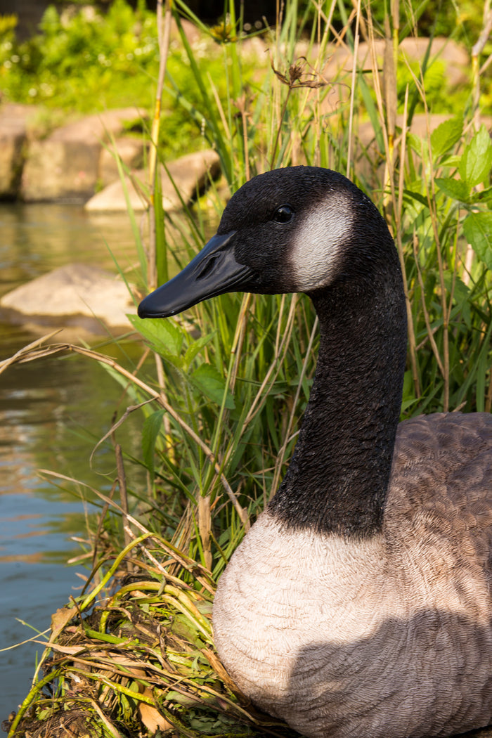 Sitting Canadian Goose Garden Statue HI-LINE GIFT LTD.