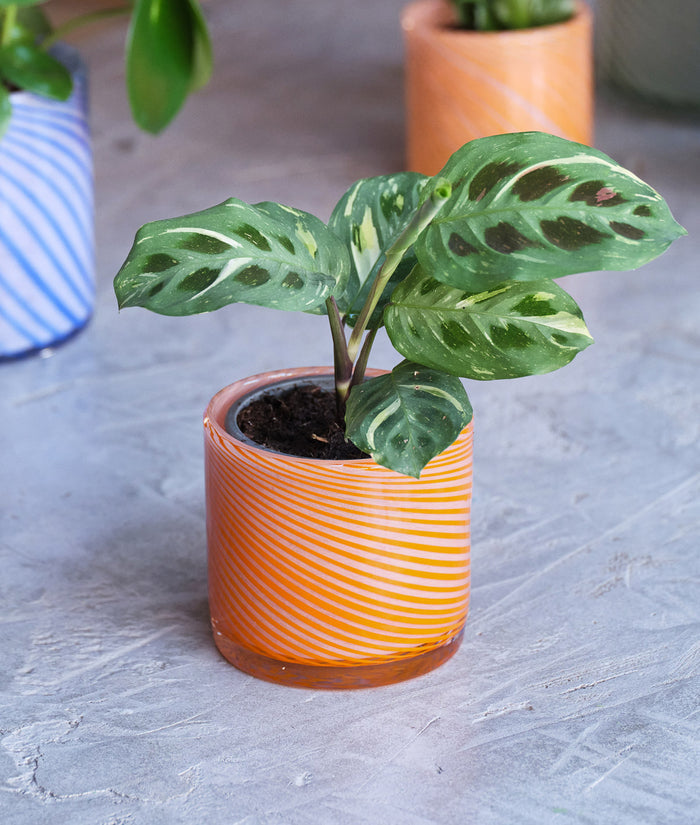 Small Spiral Glass Planter Orange