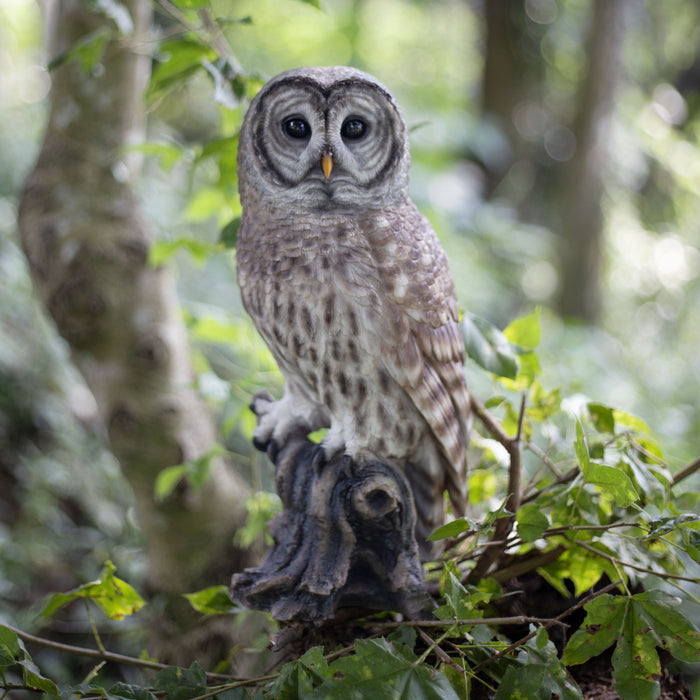 SOREAL Brown Barred Owl on branch Hi-Line Gift Ltd.