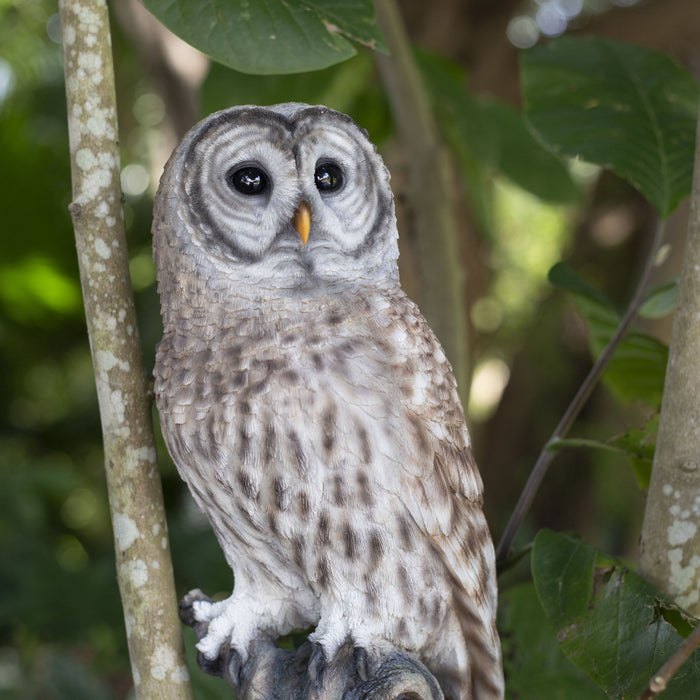SOREAL Brown Barred Owl on branch Hi-Line Gift Ltd.