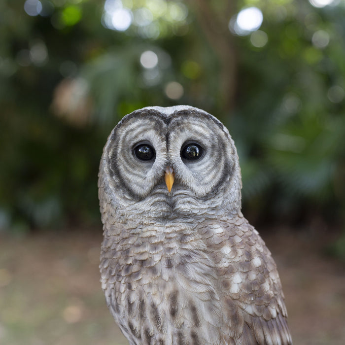 SOREAL Brown Barred Owl on branch Hi-Line Gift Ltd.
