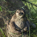 SOREAL Brown Sloth Decorative Figurine for Home & Office Décor Hi-Line Gift Ltd.