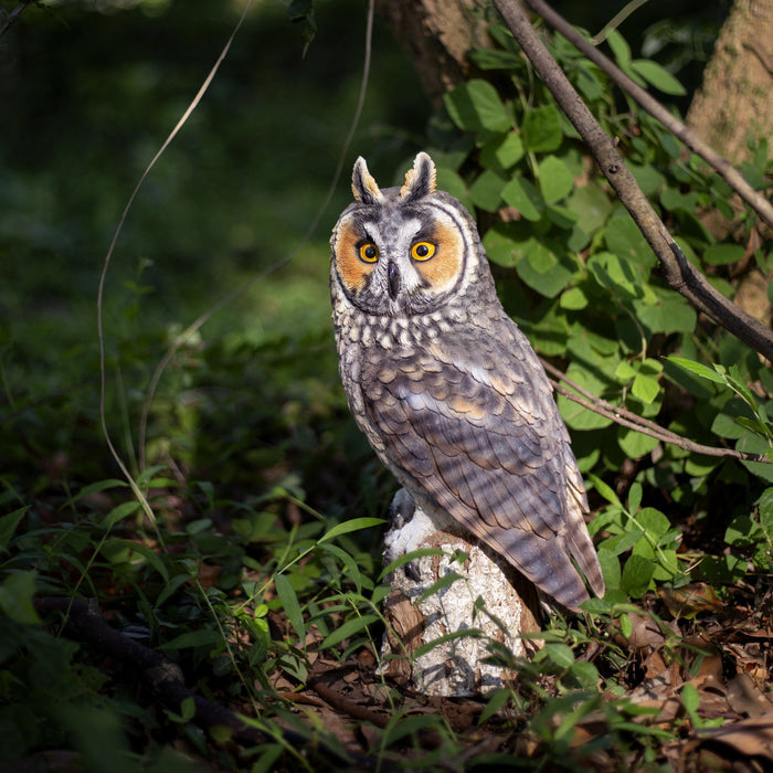 SOREAL Brown Long Eared Owl on branch Hi-Line Gift Ltd.
