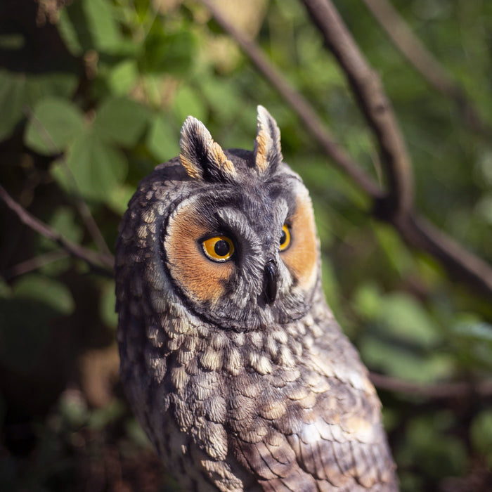 SOREAL Brown Long Eared Owl on branch Hi-Line Gift Ltd.