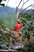 87758-V-soreal-red-Cardinals-on-branch Hi-Line Gift Ltd.