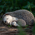 87743-G-soreal-off-white-sleeping-mother-baby-hedgehog-decorative-figurine-for-home-and-office-décor Hi-Line Gift Ltd.
