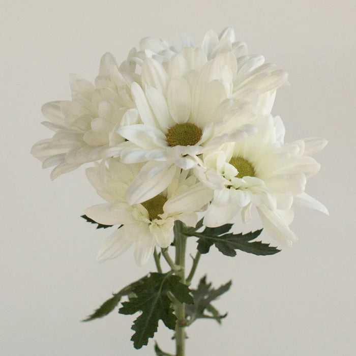 White Daisy Flower Stem - Image