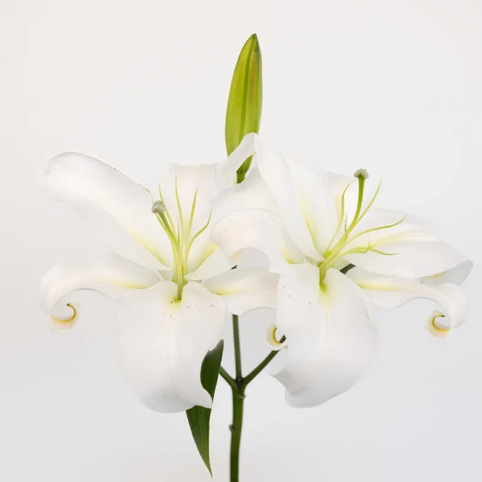 White Oriental Lilies Stem - Image
