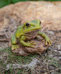White'S Tree Frog HI-LINE GIFT LTD.