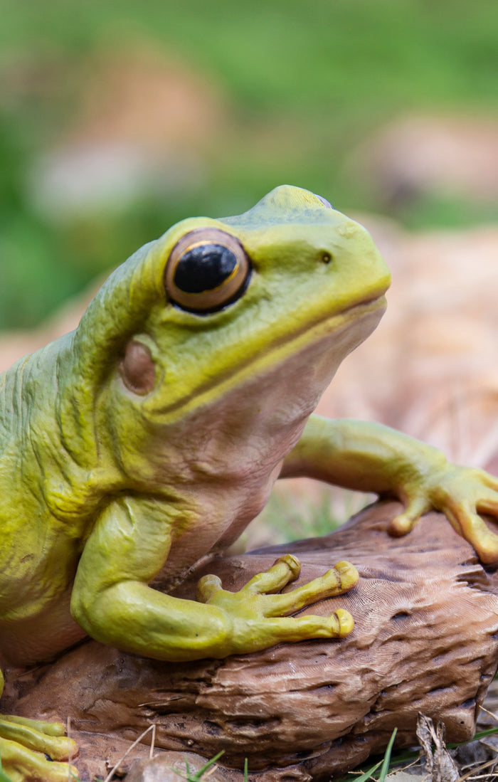 White'S Tree Frog HI-LINE GIFT LTD.